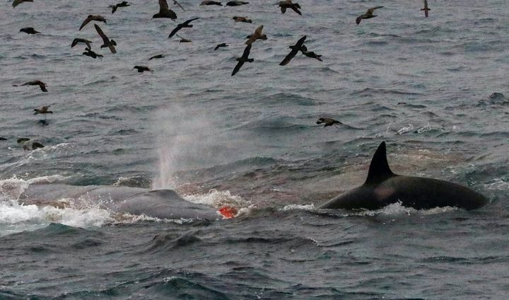 シャチの群れがシロナガスクジラを仕留めた時の写真