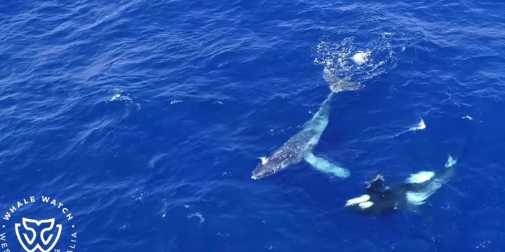 シャチがロープに絡んだクジラを助ける？
