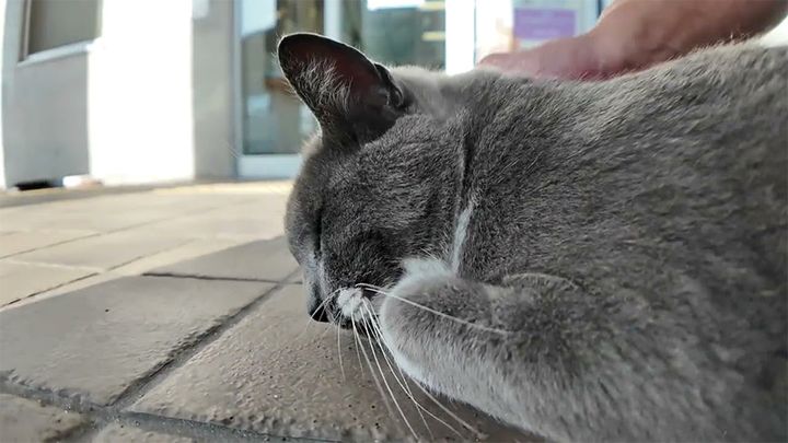 ナデナデされると鳩みたいに鳴く猫