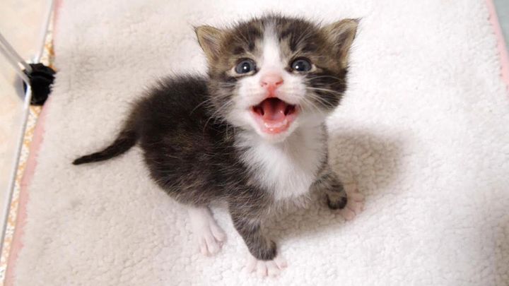 鳴く子猫