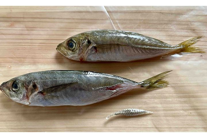 小ぶりのアジも「ぜいご」を取り除くと口当たりよくなります。