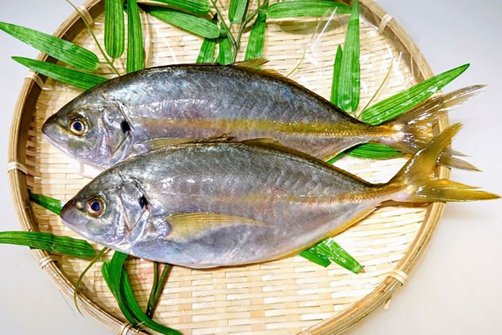 お刺身や寿司ネタに人気の「シマアジ」。おいしさから「アジの王様」の別名も。