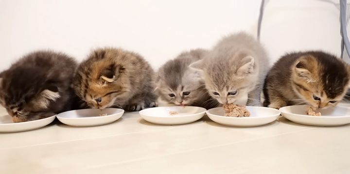 ご飯を食べる子猫達