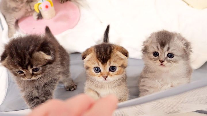 ご飯を催促する子猫達