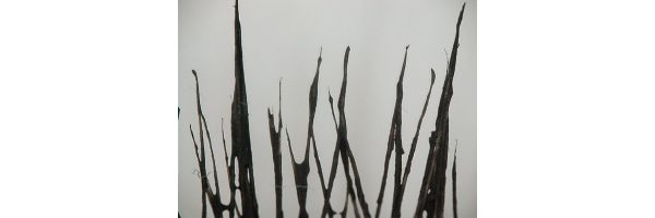 黒のウォータープルーフマスカラを重ね塗りした、白色のつけまつげ Before