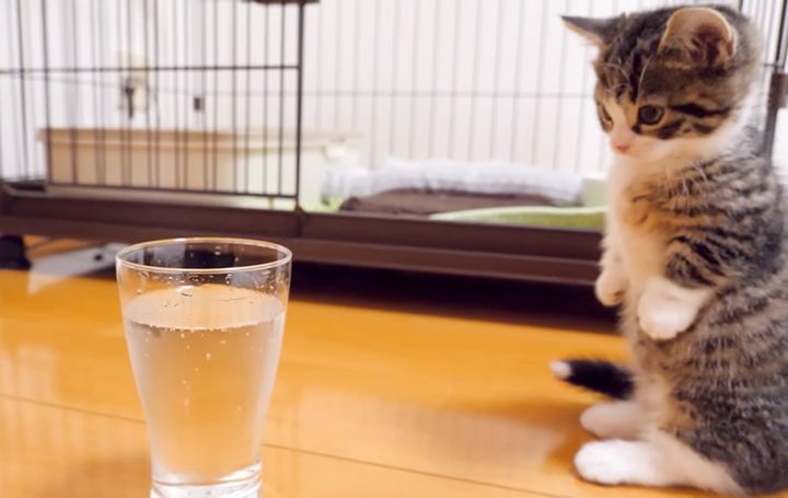 初めての炭酸にドキドキの子猫