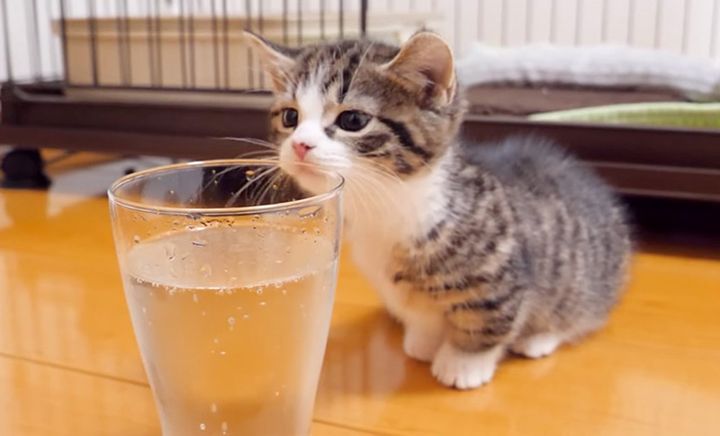 初めての炭酸に興味津々の子猫