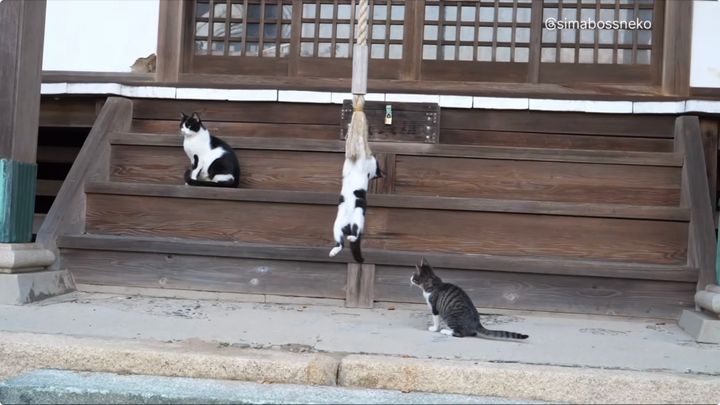 敬虔に参詣試む子猫たち、本坪鈴を鳴らすとこから