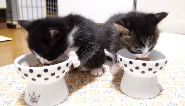 ご飯を食べる子猫達