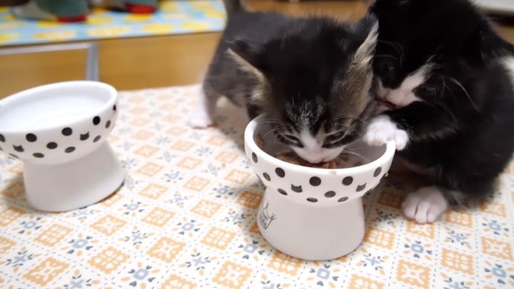 突撃隣の晩ごはんする子猫