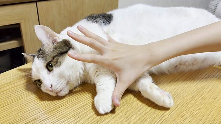 くつろぎタイムを邪魔された猫