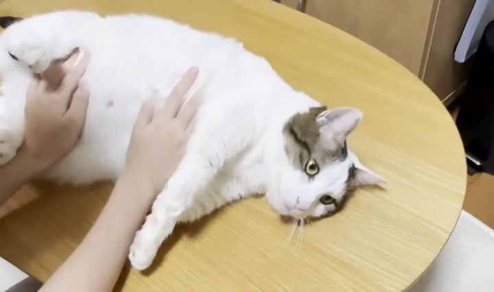 転がされる猫