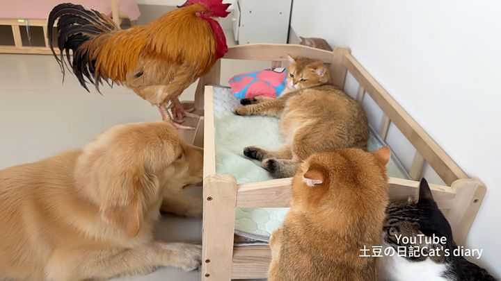 みんなで妊娠中の猫を守る