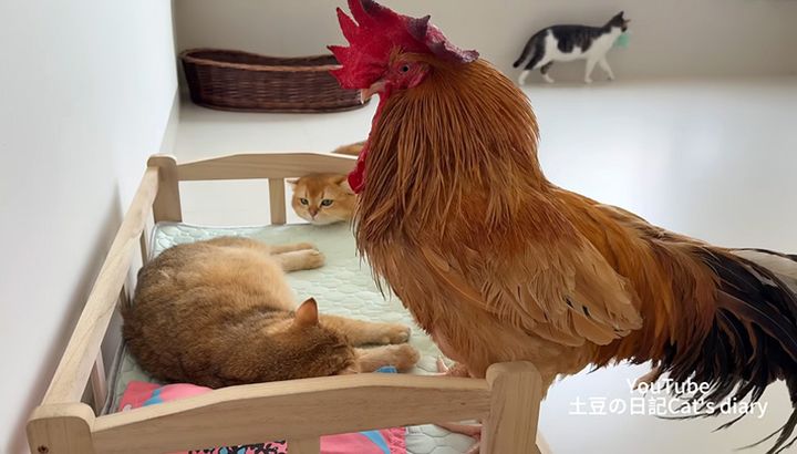 猫を気にするニワトリ