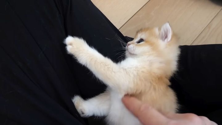 足の隙間で遊ぶ子猫