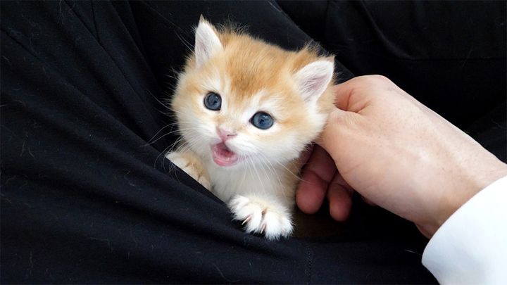 撫でられると何故か口が開く子猫