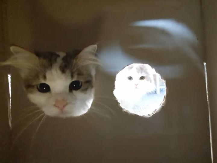 箱の中が気になる……