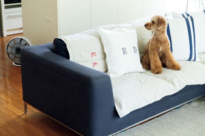 愛犬あんずくん（トイプードル、3 歳）も涼しく過ごせてご満悦。