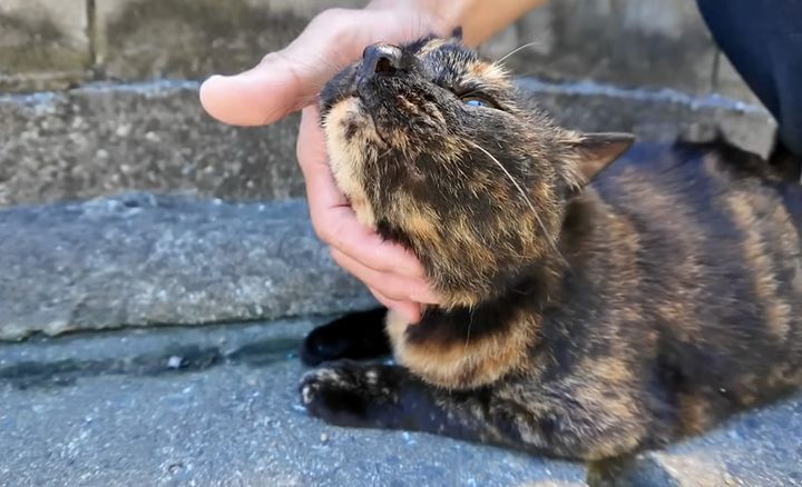 ナデナデされる猫