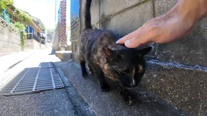 撫でられる猫