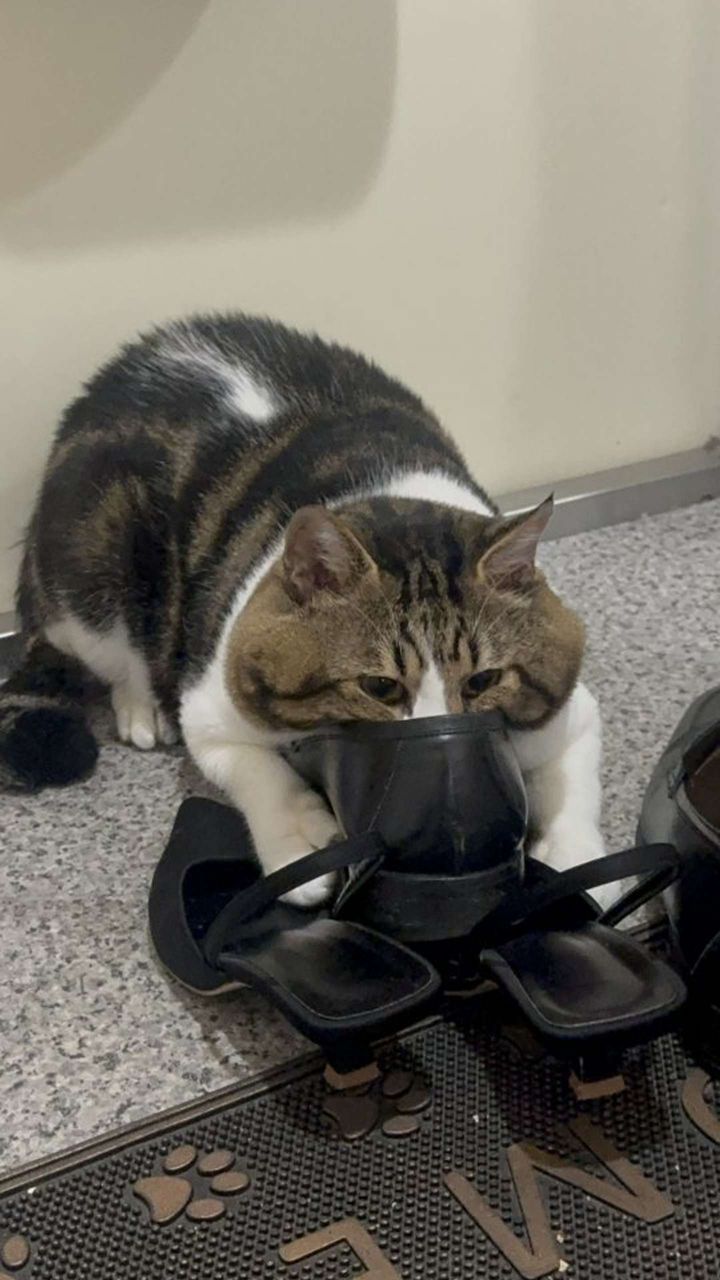 画像は三色にゃんこ＠3k___pntさんの投稿より、再掲