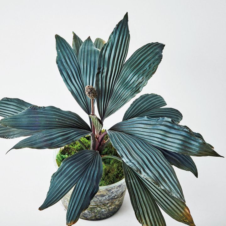 ディクラノピギウム “グナ・ヤラ”