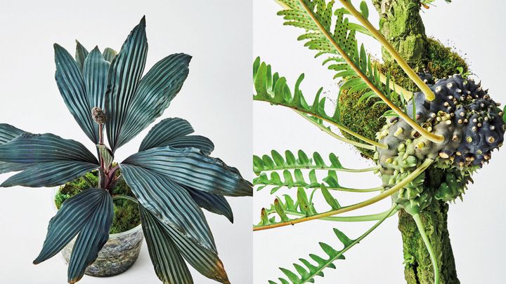 ディクラノピギウム “グナ・ヤラ”、レカノプテリス バルゴーイ