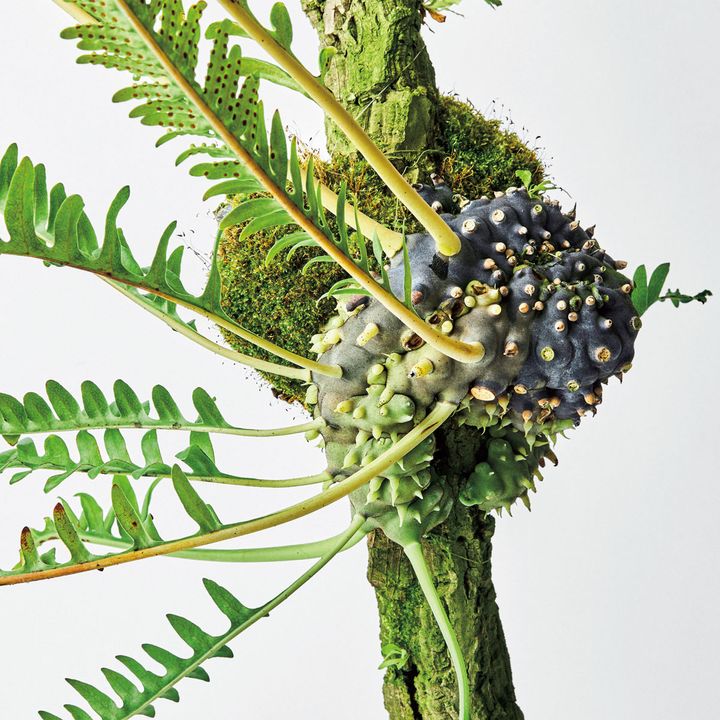 レカノプテリス バルゴーイ