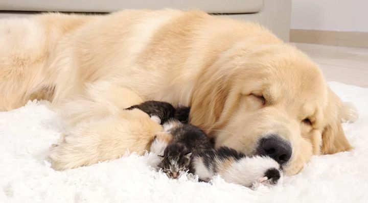 子猫達に寄り添う犬