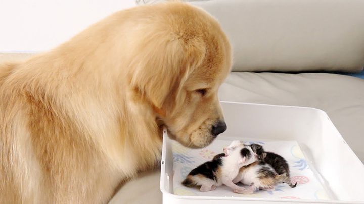 子猫達を見つめる犬