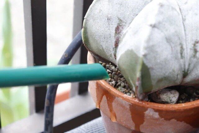 ダイソーのペットボトル用水差しキャップ2