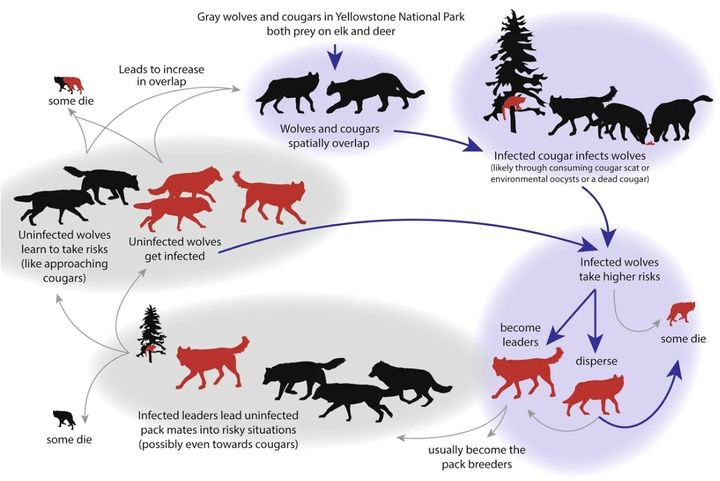 ピューマとの接触と感染拡大の無限ループに陥る可能性も