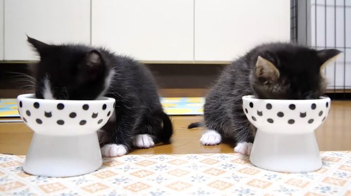 ご飯を食べる子猫達