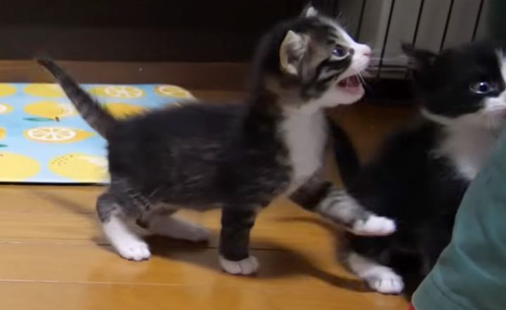 ご飯を催促する子猫達