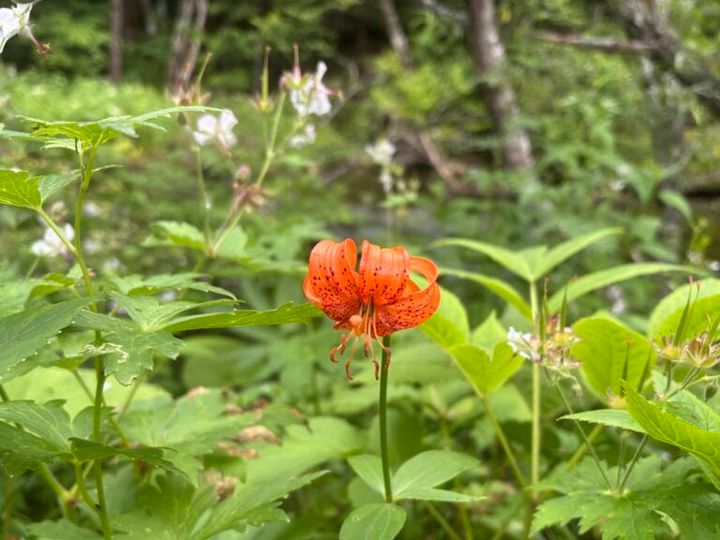 長野 上高地 高山植物