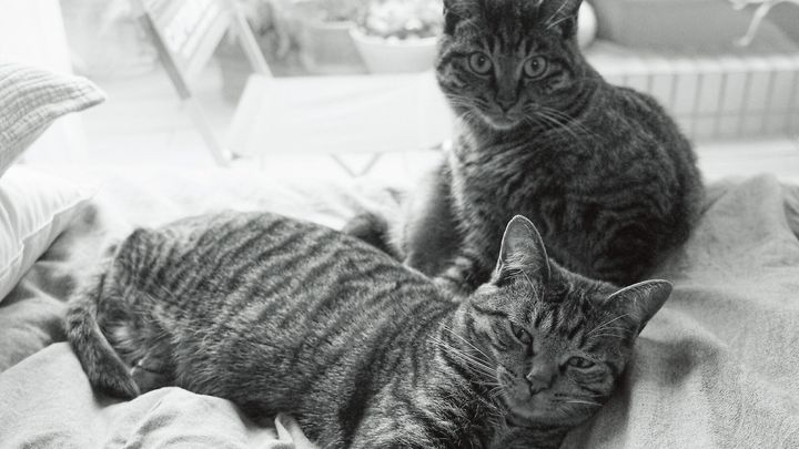 アジ（奥）、ネギ（手前）