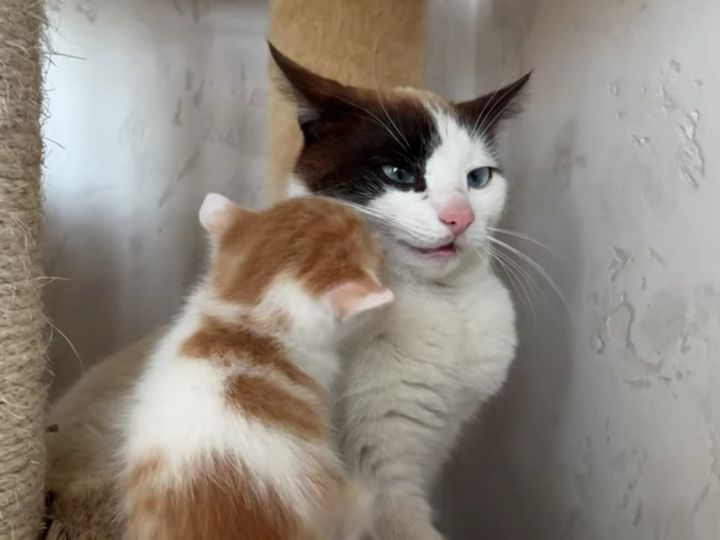 どうしてもパパ猫と遊びたい！