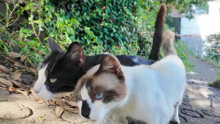 スリスリする猫達