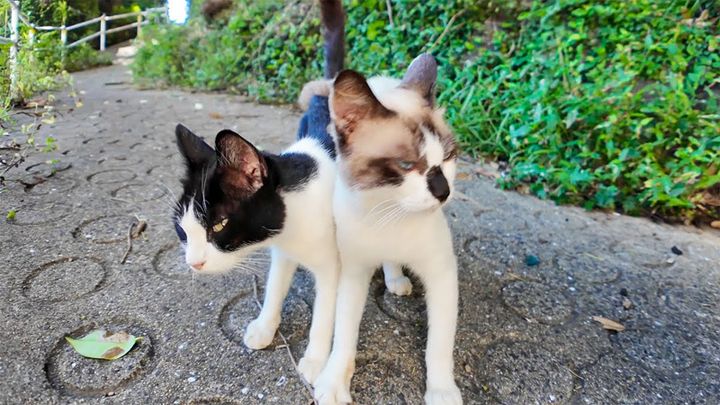 仲良しなふたり組の猫