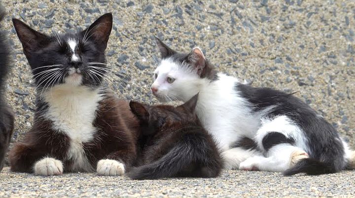 子猫を紹介してくれた猫