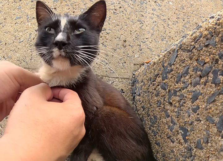 猫に刺さった釣り針を取る