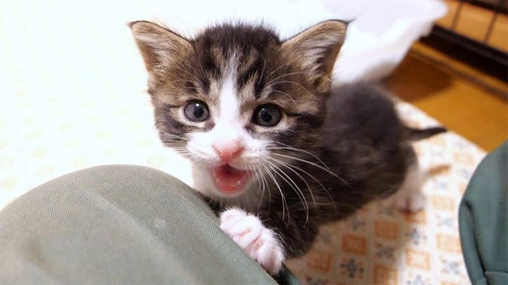 遊んでアピールする子猫