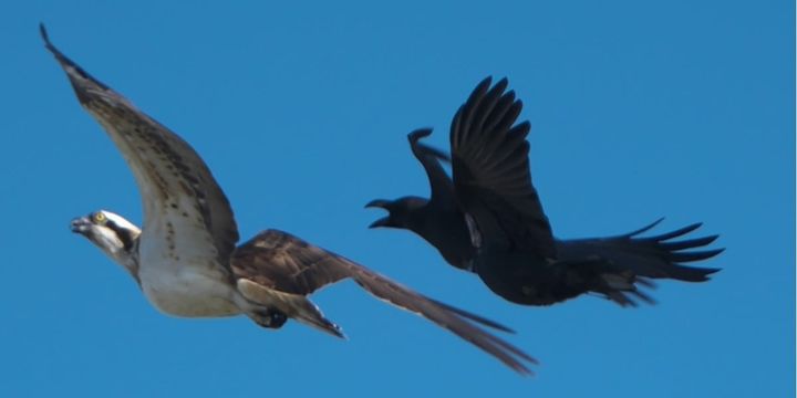 猛禽類にモビングするカラス