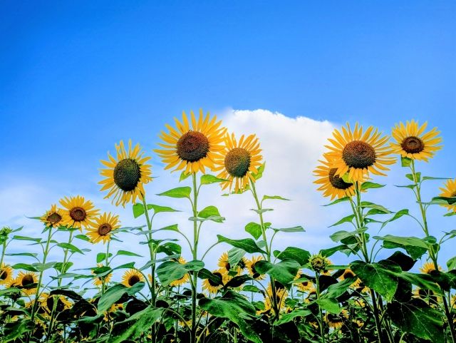 大人の心理テスト 4択 ひまわり