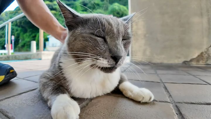 鳩みたいに鳴く猫