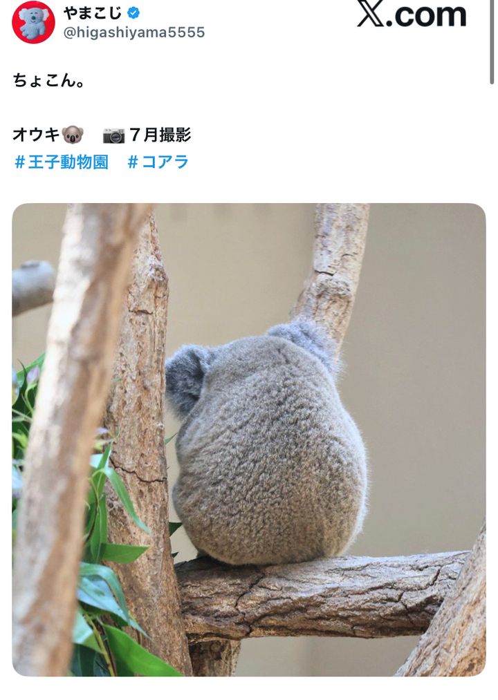 コアラ 置物感満載」とSNS騒然！動物園のコアラが見せた、ただ座っているだけ