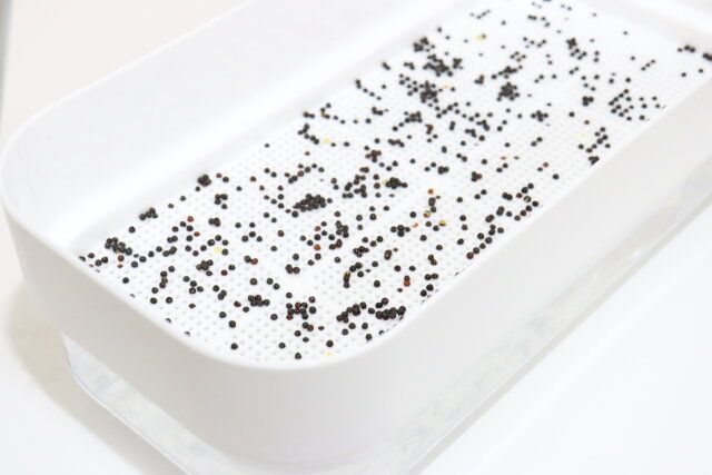 ダイソーの水栽培プランターの栽培方法