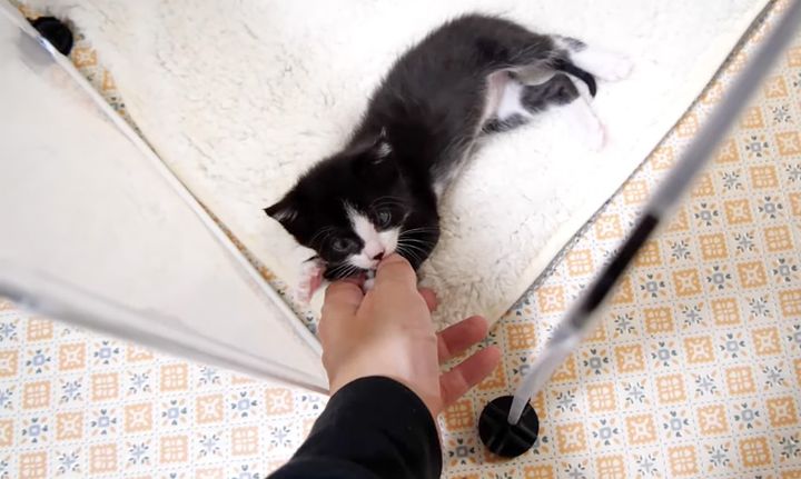 手に登らない子猫