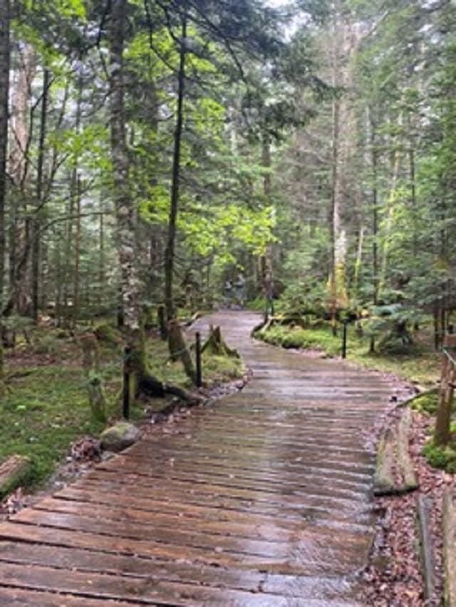 吉川千明さんの素敵ブログ。北八ヶ岳にあるもののけの森。