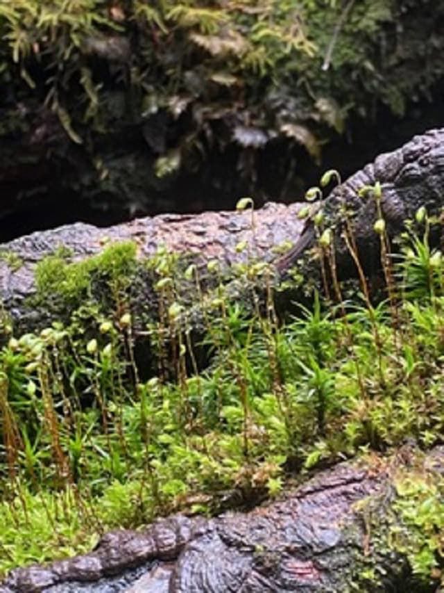 吉川千明さんの素敵ブログ。北八ヶ岳にあるもののけの森。